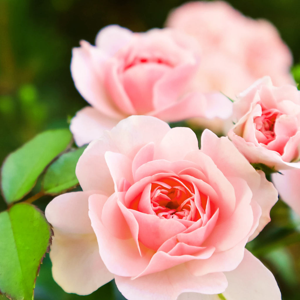 Herbal Essences Smooth, 2 Pack